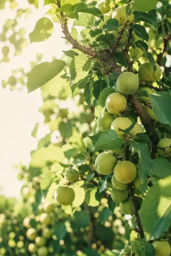 短剧《一树青杏落满肩》封面，青春题材